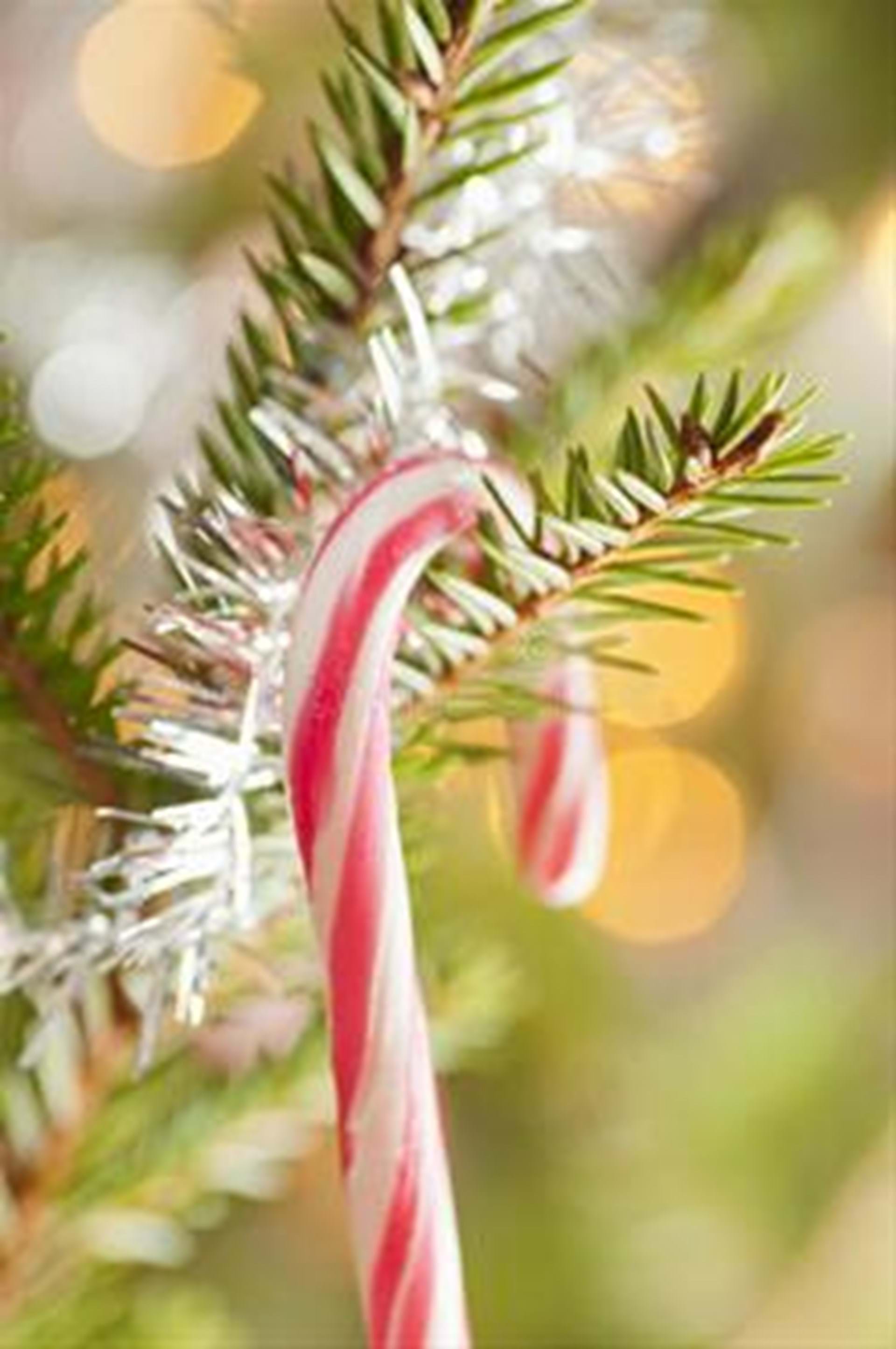 Candy Cane hanging on an evergreen branch